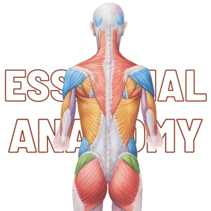 Essential Anatomy cod.6